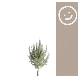 Rosemary 002 256